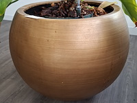 3x plant in pot - afbeelding 6 van  9