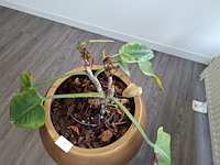 3x plant in pot - afbeelding 7 van  9