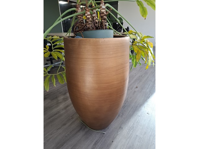 3x plant in pot - afbeelding 8 van  9