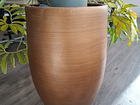 3x plant in pot - afbeelding 8 van  9