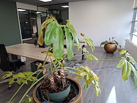 3x plant in pot - afbeelding 9 van  9