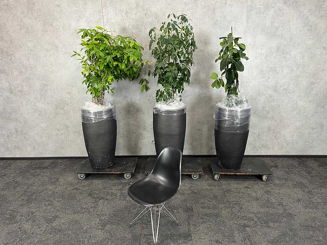 3x plant met pot h190 - afbeelding 1 van  7