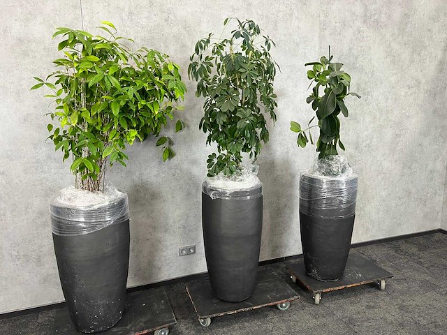 3x plant met pot h190 - afbeelding 2 van  7