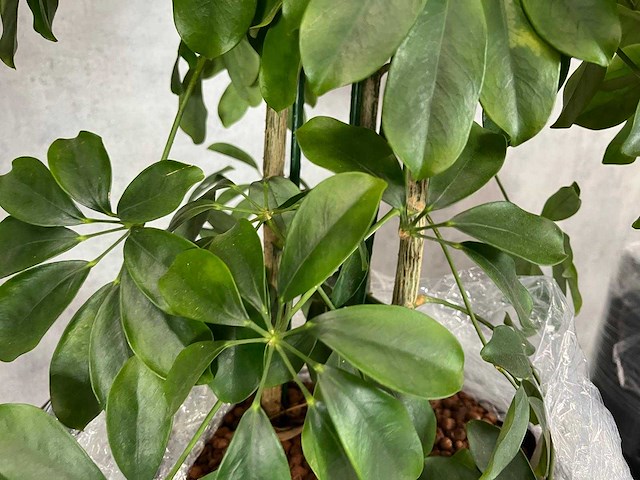 3x plant met pot h190 - afbeelding 3 van  7