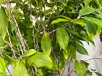 3x plant met pot h190 - afbeelding 4 van  7