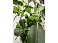 3x plant met pot h190 - afbeelding 5 van  7