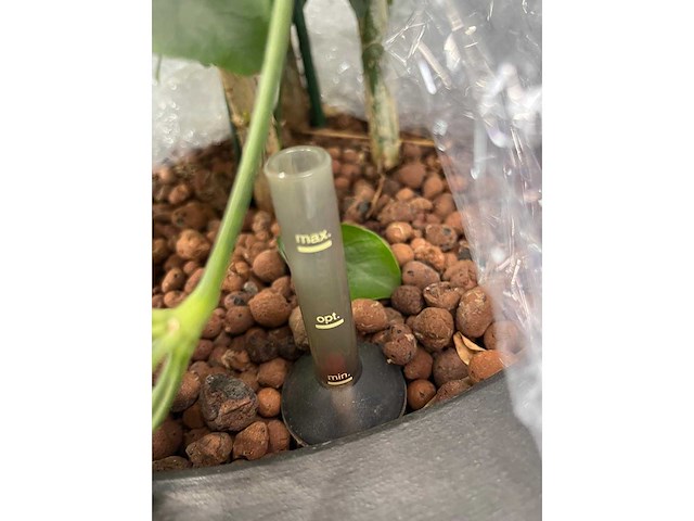 3x plant met pot h190 - afbeelding 6 van  7