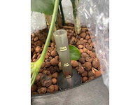 3x plant met pot h190 - afbeelding 6 van  7