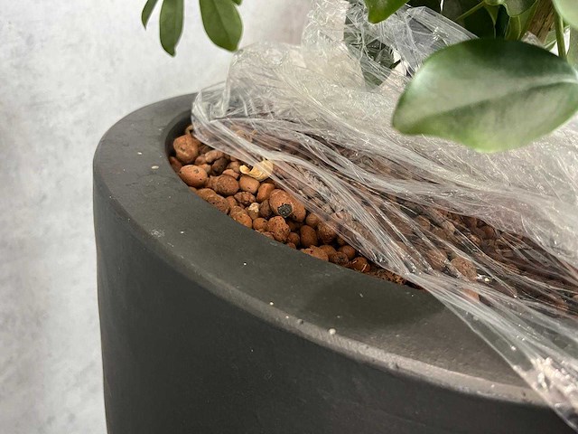 3x plant met pot h190 - afbeelding 7 van  7
