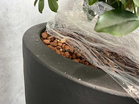 3x plant met pot h190 - afbeelding 7 van  7
