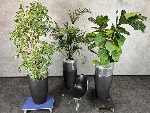 3x plant met pot h240 - afbeelding 1 van  5