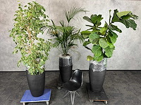 3x plant met pot h240 - afbeelding 1 van  5