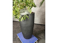 3x plant met pot h240 - afbeelding 2 van  5