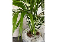 3x plant met pot h240 - afbeelding 4 van  5