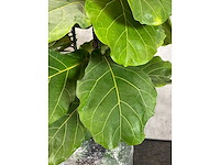 3x plant met pot h240 - afbeelding 5 van  5