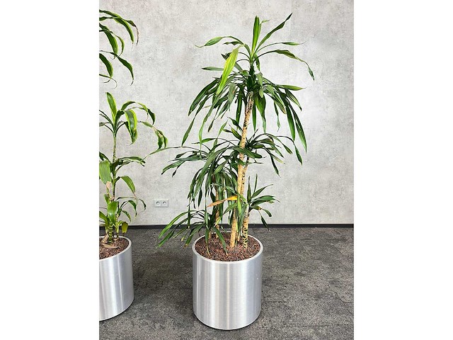 3x plant met verrijdbare pot - hydrocultuur - afbeelding 1 van  1