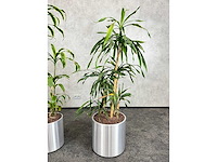 3x plant met verrijdbare pot - hydrocultuur - afbeelding 1 van  1