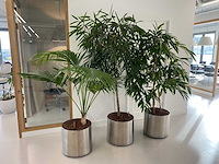 3x plant met verrijdbare pot h210 - afbeelding 1 van  9
