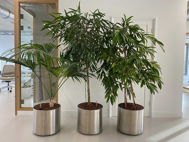 3x plant met verrijdbare pot h210 - afbeelding 2 van  9