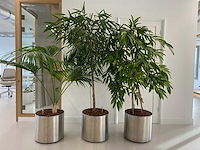 3x plant met verrijdbare pot h210 - afbeelding 2 van  9
