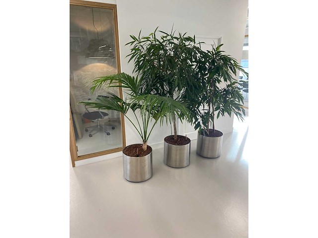 3x plant met verrijdbare pot h210 - afbeelding 3 van  9