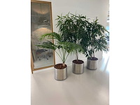 3x plant met verrijdbare pot h210 - afbeelding 3 van  9