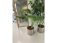 3x plant met verrijdbare pot h210 - afbeelding 4 van  9