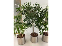 3x plant met verrijdbare pot h210 - afbeelding 5 van  9