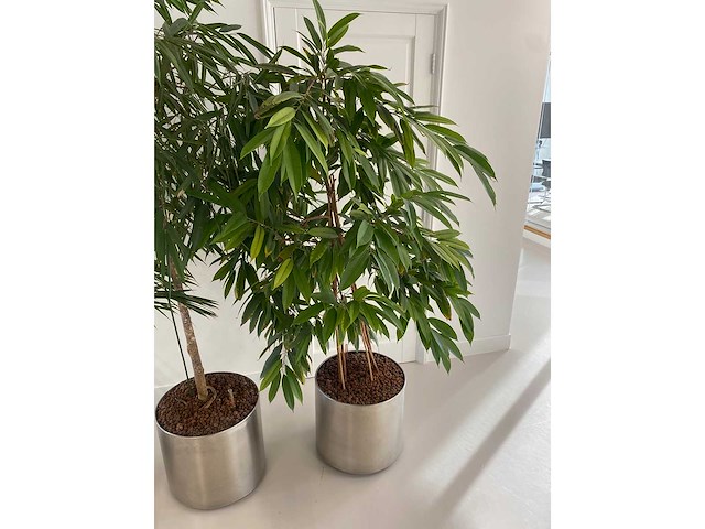 3x plant met verrijdbare pot h210 - afbeelding 6 van  9