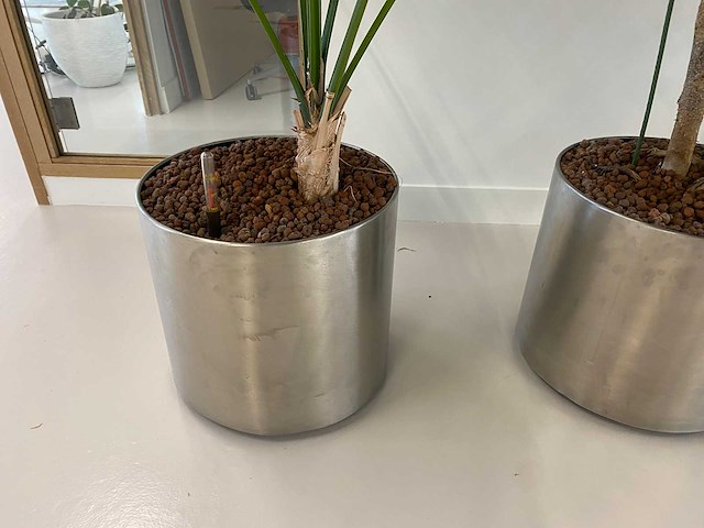 3x plant met verrijdbare pot h210 - afbeelding 7 van  9