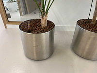3x plant met verrijdbare pot h210 - afbeelding 7 van  9
