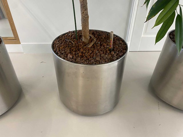 3x plant met verrijdbare pot h210 - afbeelding 8 van  9
