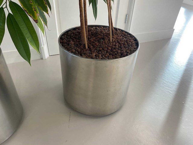 3x plant met verrijdbare pot h210 - afbeelding 9 van  9