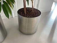 3x plant met verrijdbare pot h210 - afbeelding 9 van  9