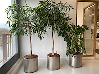 3x plant met verrijdbare pot h210 - afbeelding 1 van  9