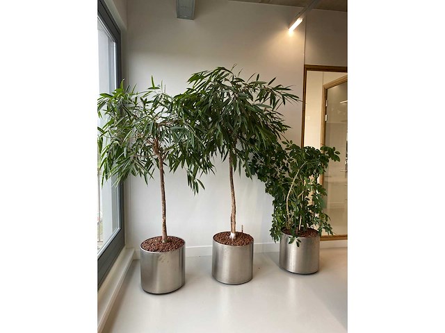 3x plant met verrijdbare pot h210 - afbeelding 2 van  9