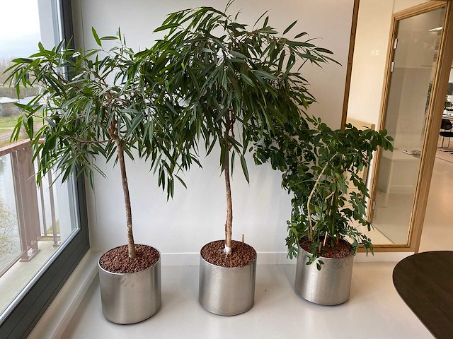 3x plant met verrijdbare pot h210 - afbeelding 3 van  9