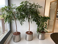 3x plant met verrijdbare pot h210 - afbeelding 3 van  9