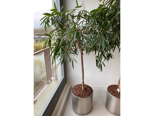 3x plant met verrijdbare pot h210 - afbeelding 4 van  9