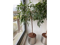 3x plant met verrijdbare pot h210 - afbeelding 4 van  9