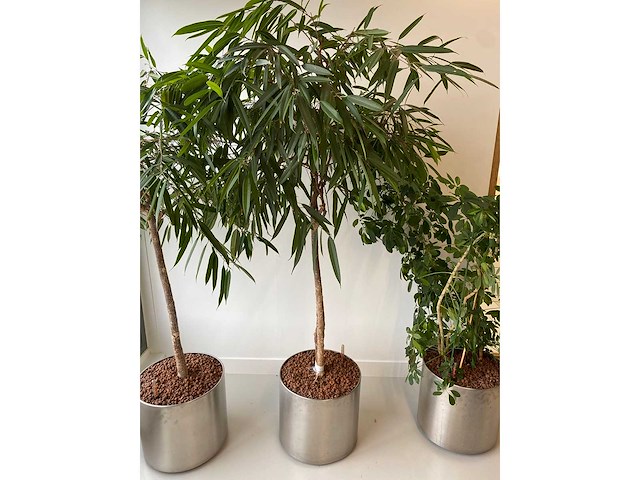 3x plant met verrijdbare pot h210 - afbeelding 5 van  9