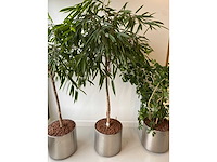 3x plant met verrijdbare pot h210 - afbeelding 5 van  9