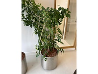 3x plant met verrijdbare pot h210 - afbeelding 6 van  9