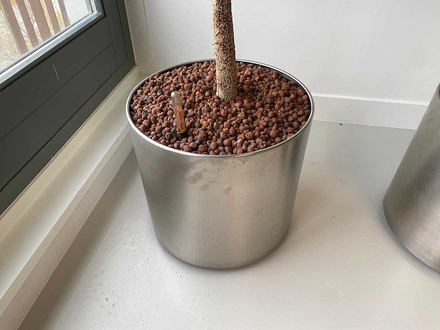 3x plant met verrijdbare pot h210 - afbeelding 7 van  9