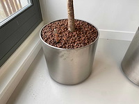 3x plant met verrijdbare pot h210 - afbeelding 7 van  9