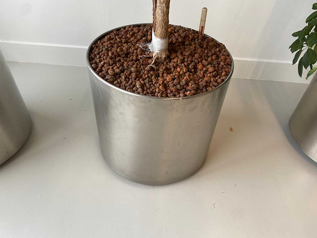 3x plant met verrijdbare pot h210 - afbeelding 8 van  9