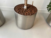 3x plant met verrijdbare pot h210 - afbeelding 8 van  9