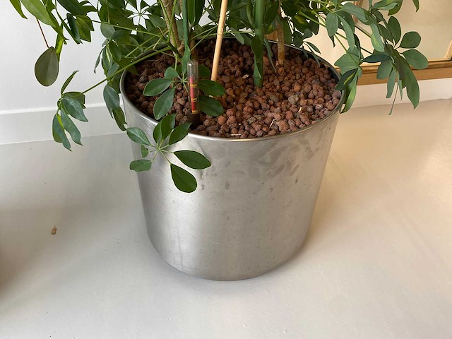 3x plant met verrijdbare pot h210 - afbeelding 9 van  9