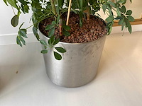 3x plant met verrijdbare pot h210 - afbeelding 9 van  9