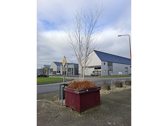 3x plantenbak met berkenboom - afbeelding 1 van  6